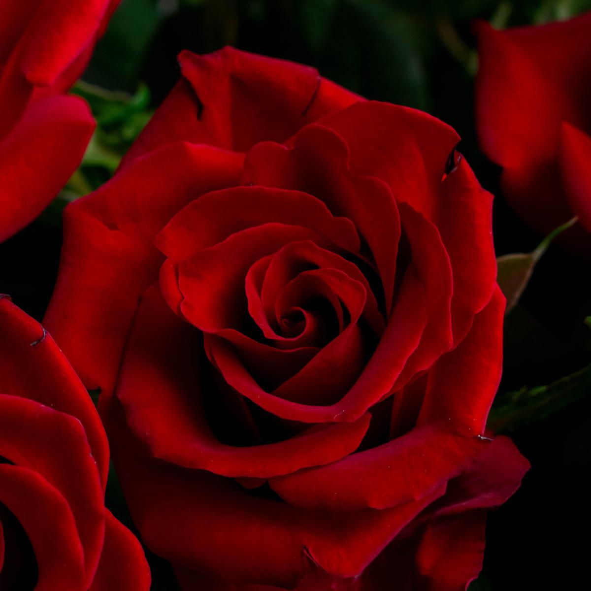 Корзина из 35 красных роз