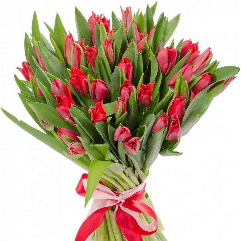 Красные тюльпаны 25 шт №: 26100kstr